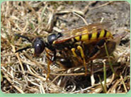 wasp control Southampton