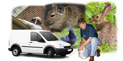 Southampton local van